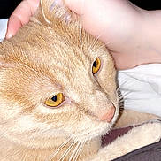 Punkin is registered to the contest to win money with this photo: cat, orange_cat, pet, hand, close_up, fur, whiskers, amber_eyes, domestic_cat, animal, cute, calm, content, indoor, soft_lighting, feline, human_interaction, resting, companion, gentle_touch