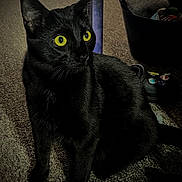 Obsidian joined the competition — help win amazing prizes! animal, attention, basket, black_cat, carpet, cat, closeup, cute, domestic, feline, floor, fur, home, indoor, pet, shadow, shoe, sitting, whiskers, yellow_eyes