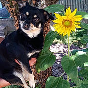 Helly a rejoint le concours — aidez-le/la à gagner de superbes lots ! animal, background, black_dog, close_up, curious, daylight, dog, flower, foliage, garden, green_leaves, hand_holding, nature, outdoor, pet, plant, small_dog, sunflower, sunlight, tree_trunk