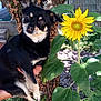 animal, background, black_dog, close_up, curious, daylight, dog, flower, foliage, garden, green_leaves, hand_holding, nature, outdoor, pet, plant, small_dog, sunflower, sunlight, tree_trunk