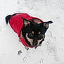 Helly a rejoint le concours — aidez-le/la à gagner de superbes lots ! adorable, animal, black_dog, canine, clothing, cold_weather, cute, dog, ears, fur, looking_up, nose, outdoor, paw_prints, pet, red_jacket, small_dog, snow, walking, winter