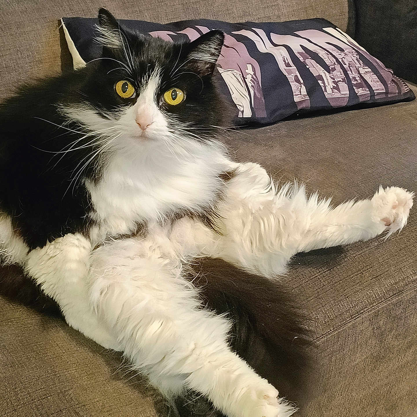 Fify participe au concours pour gagner de l'argent avec cette photo : abyssinian, angora, animal, architecture, armchair, building, cat, chair, couch, cushion, furniture, homedecor, indoors, kitten, livingroom, manx, person, pet, pillow, room