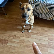 Egypt Broadus is registered to the contest to win money with this photo: dog, brown_dog, pet, indoor, wooden_floor, bed, quilt, geometric_pattern, finger, pointing, animal, canine, domestic_animal, looking_up, floor, bedroom, furniture, white_patch, ears, paws