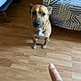 dog, brown_dog, pet, indoor, wooden_floor, bed, quilt, geometric_pattern, finger, pointing, animal, canine, domestic_animal, looking_up, floor, bedroom, furniture, white_patch, ears, paws