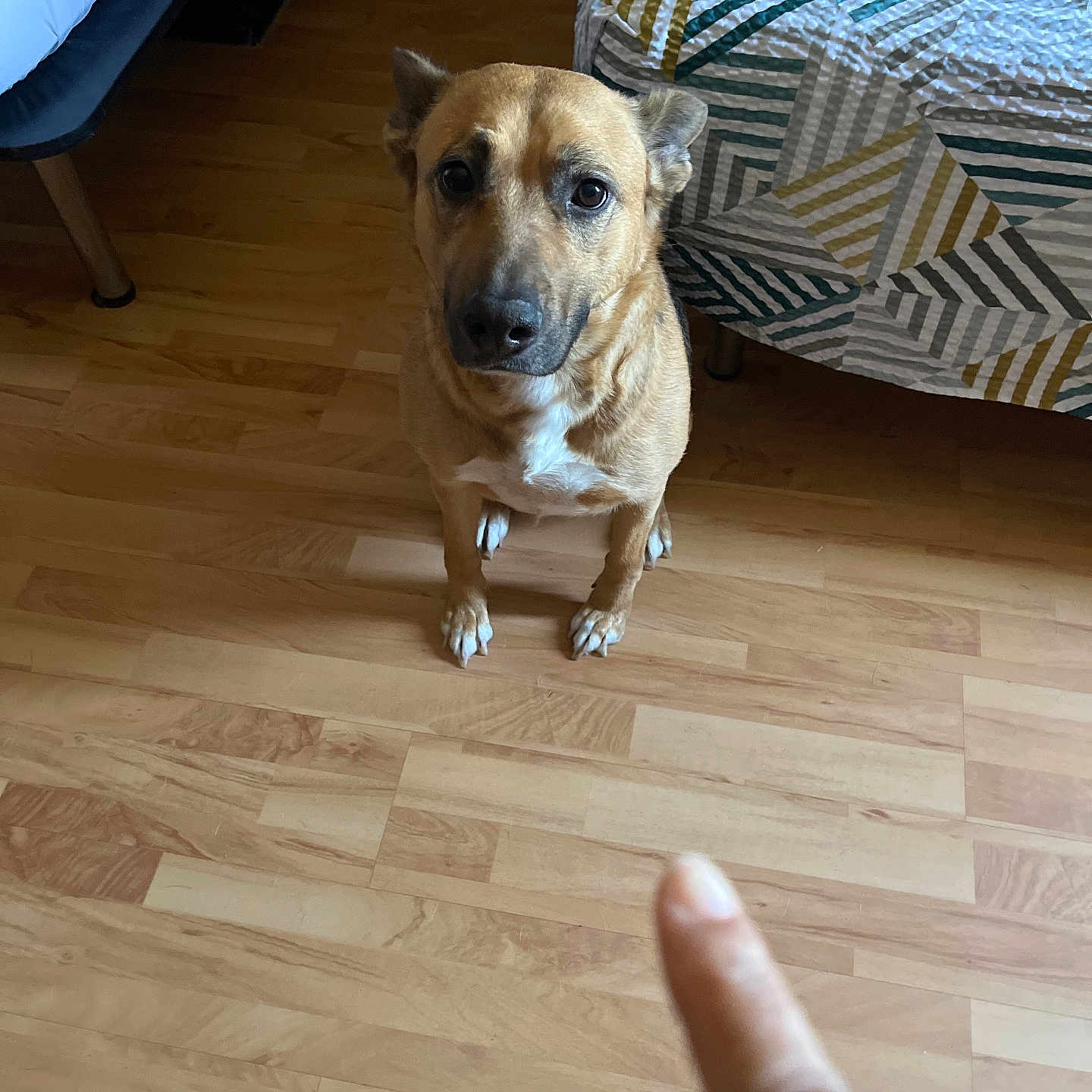 Egypt Broadus is registered to the contest to win money with this photo: animal, bed, bedroom, brown_dog, canine, dog, domestic_animal, ears, finger, floor, furniture, geometric_pattern, indoor, looking_up, paws, pet, pointing, quilt, white_patch, wooden_floor