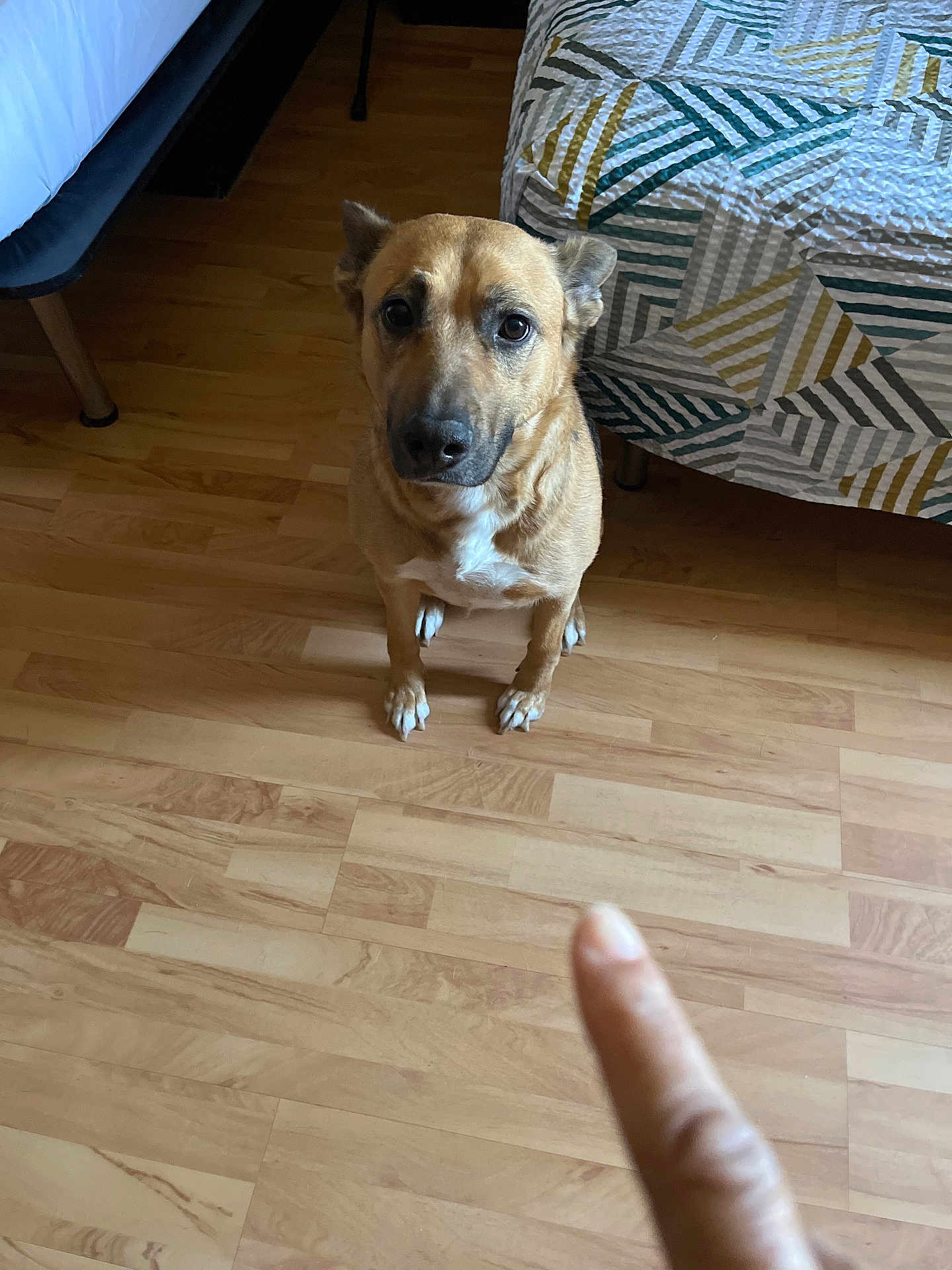 Egypt Broadus is registered to the contest to win money with this photo: dog, brown_dog, pet, indoor, wooden_floor, bed, quilt, geometric_pattern, finger, pointing, animal, canine, domestic_animal, looking_up, floor, bedroom, furniture, white_patch, ears, paws