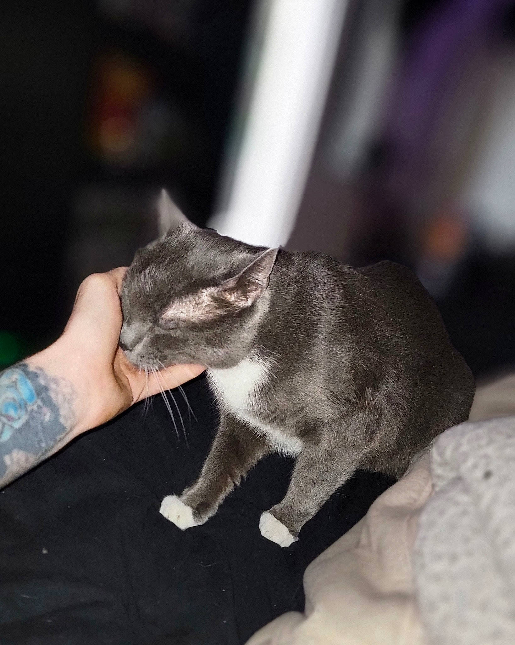 Loki is registered to the contest to win money with this photo: carnivore, cat, claw, comfort, darkness, domestic_short_haired_cat, felidae, fur, gesture, human_leg, monochrome, monochrome_photography, nail, paw, small_to_medium_sized_cats, snout, tail, whiskers