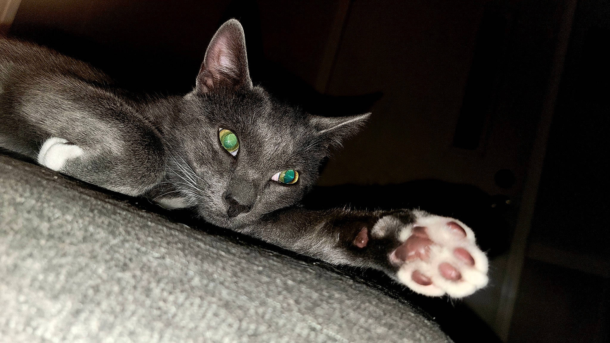 Loki is registered to the contest to win money with this photo: black_cat, carnivore, cat, cat_toy, claw, comfort, domestic_short_haired_cat, ear, felidae, fur, grey, paw, russian_blue, small_to_medium_sized_cats, snout, tail, whiskers