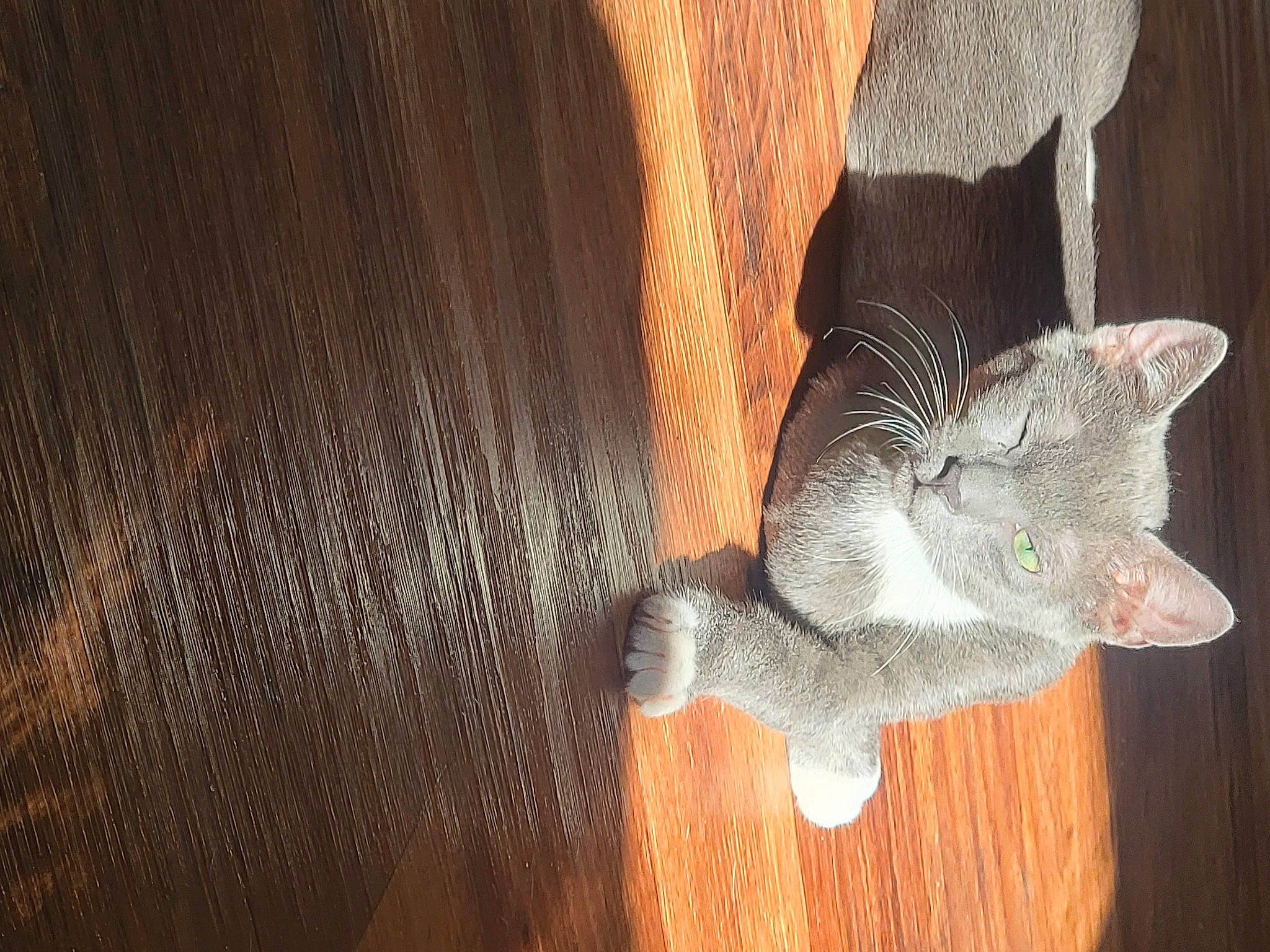 Loki joined the competition — help win amazing prizes! art, carnivore, cat, claw, domestic_short_haired_cat, fawn, felidae, flooring, fur, hardwood, plywood, sculpture, small_to_medium_sized_cats, snout, tail, tree, whiskers, wood, wood_flooring, wood_stain