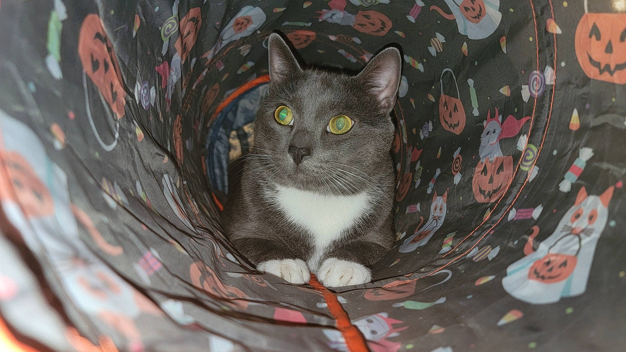 Loki is registered to the contest to win money with this photo: art, carnivore, cat, cat_toy, circle, domestic_short_haired_cat, felidae, fur, grey, illustration, painting, pattern, russian_blue, serveware, small_to_medium_sized_cats, snout, twig, whiskers