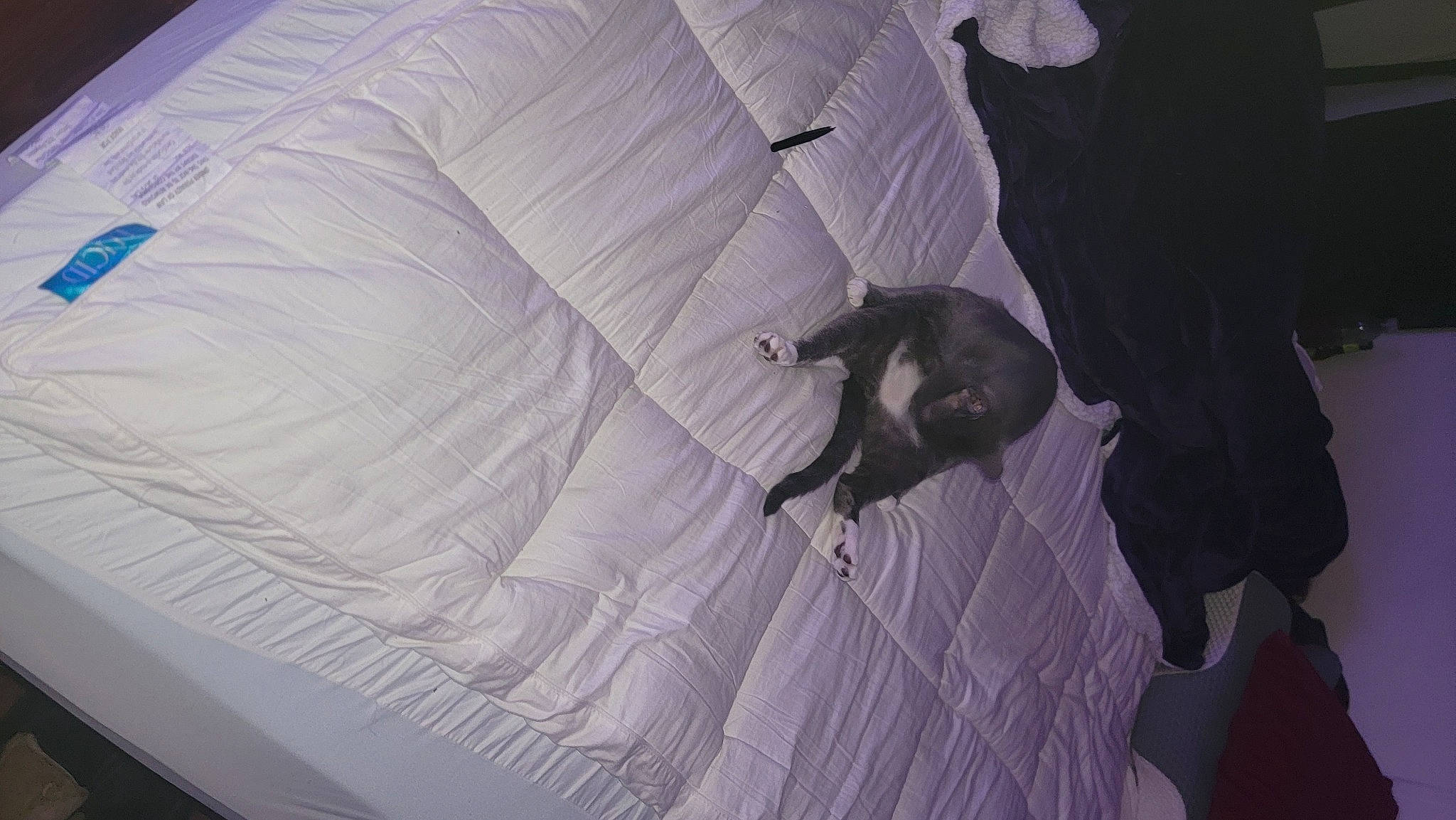 Loki joined the competition — help win amazing prizes! bedding, canidae, carnivore, cat, comfort, companion_dog, couch, dog_breed, felidae, flooring, fur, grey, human_leg, linens, nap, room, small_to_medium_sized_cats, tail, tints_and_shades, whiskers