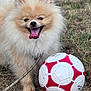 dog, pomeranian, fluffy, happy, tongue_out, soccer_ball, grass, outdoor, pet, animal, playful, leash, small_dog, cute, fur, canine, muzzle, nose, eyes, mouth