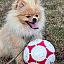 dog, puppy, pomeranian, fluffy, tongue_out, soccer_ball, grass, outdoor, pet, playful, cute, animal, leash, nature, young, mammal, fur, small_dog, happy, sport