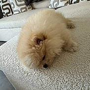 Aïko a rejoint le concours — aidez-le/la à gagner de superbes lots ! dog, pomeranian, fluffy, sleeping, couch, indoor, pet, small_dog, cream_color, fur, cozy, resting, home, living_room, soft, cute, animal, relaxation, texture, compact