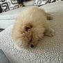 dog, pomeranian, fluffy, sleeping, couch, indoor, pet, small_dog, cream_color, fur, cozy, resting, home, living_room, soft, cute, animal, relaxation, texture, compact