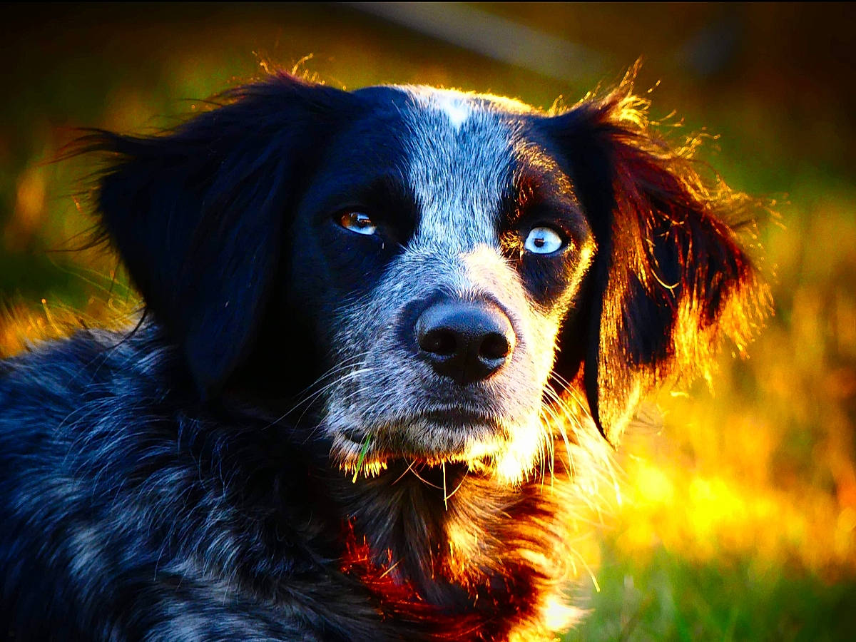 Pepper a rejoint le concours — aidez-le/la à gagner de superbes lots ! border_collie, canidae, carnivore, companion_dog, dog, dog_breed, french_spaniel, fur, large_munsterlander, mammal, nose, photography, plant, rare_breed_dog, small_munsterlander, snout, sporting_group, stabyhoun, vertebrate, whiskers