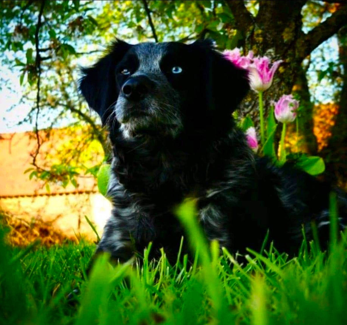 Pepper participe au concours pour gagner de l'argent avec cette photo : annual_plant, borador, canidae, carnivore, companion_dog, dog, dog_breed, dog_collar, flower, fur, grass, liver, plant, shrub, snout, sporting_group, terrestrial_animal, tree, working_animal, working_dog