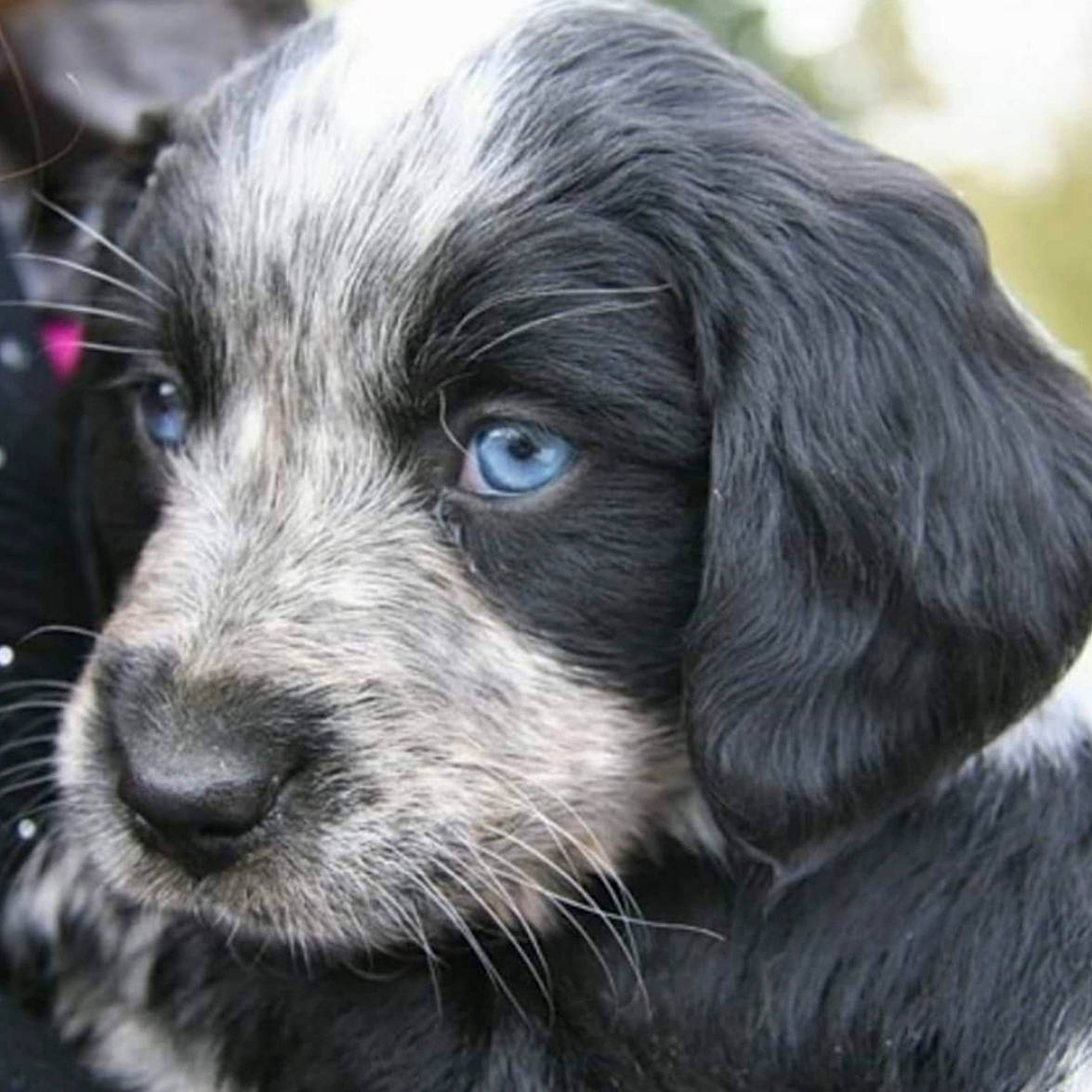 Pepper participe au concours pour gagner de l'argent avec cette photo : blue_picardy_spaniel, canidae, carnivore, cocker_spaniel, companion_dog, dog, dog_breed, english_cocker_spaniel, mammal, picardy_spaniel, puppy, rare_breed_dog, snout, spaniel, sporting_group, vertebrate
