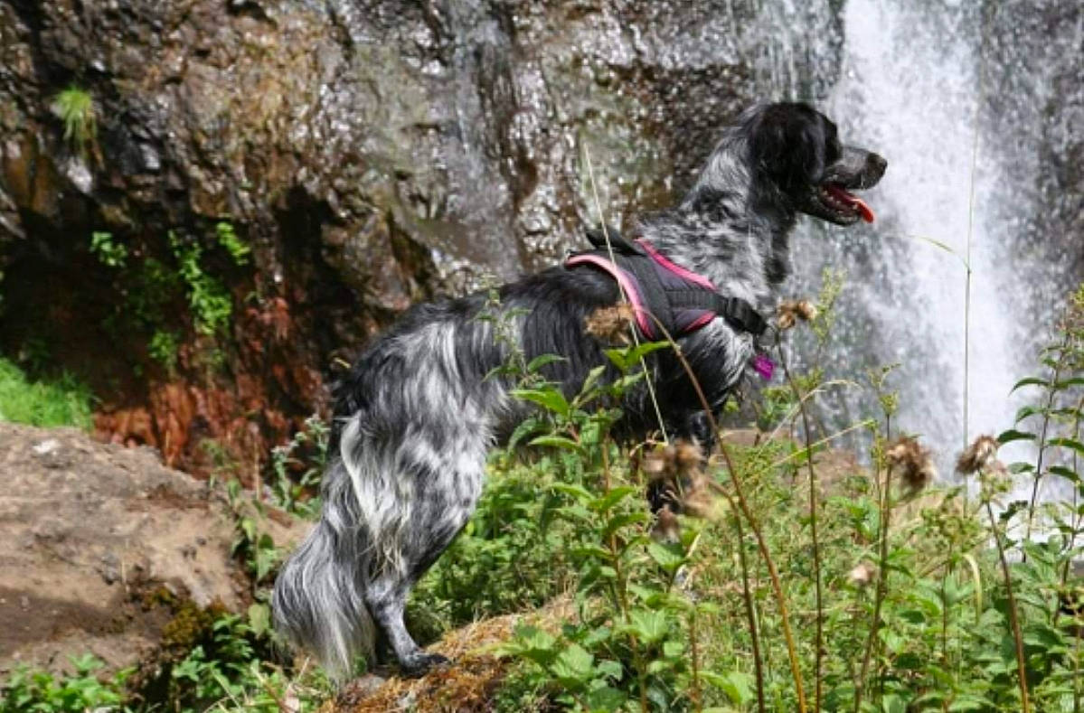 Pepper participe au concours pour gagner de l'argent avec cette photo : adventure, canidae, carnivore, large_munsterlander, small_munsterlander, sporting_group, water, water_resources, watercourse, waterfall