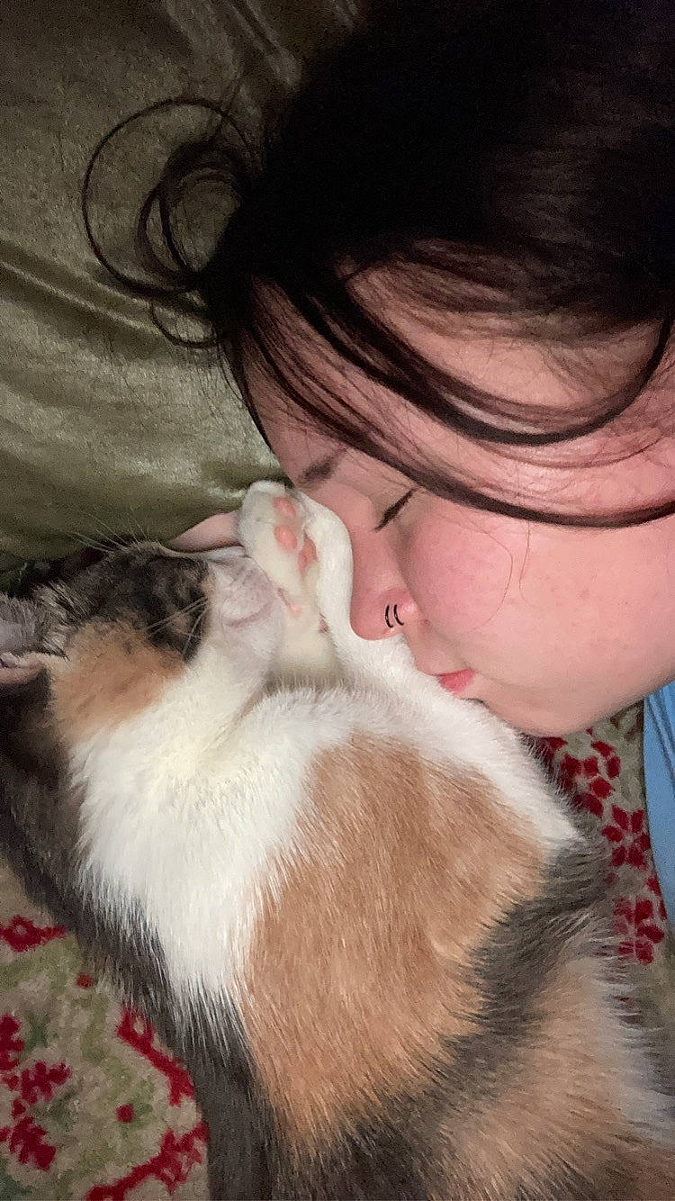 Mitten joined the competition — help win amazing prizes! canidae, carnivore, cat, comfort, companion_dog, dog_breed, domestic_short_haired_cat, ear, eyelash, fawn, felidae, fur, gesture, nose, paw, small_to_medium_sized_cats, snout, sporting_group, tail, whiskers