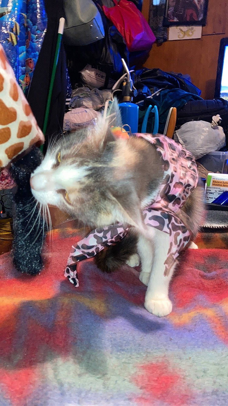 Mitten is registered to the contest to win money with this photo: blue, canidae, carnivore, cat, claw, companion_dog, dog_breed, event, fawn, felidae, flooring, fur, human_leg, pattern, small_to_medium_sized_cats, sporting_group, tail, whiskers, wildlife, working_animal