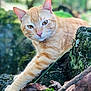 cat, ginger_cat, animal, moss, rocks, nature, outdoor, paw, fur, whiskers, ears, eyes, closeup, relaxed, wildlife, greenery, leaf, branch, forest, portrait