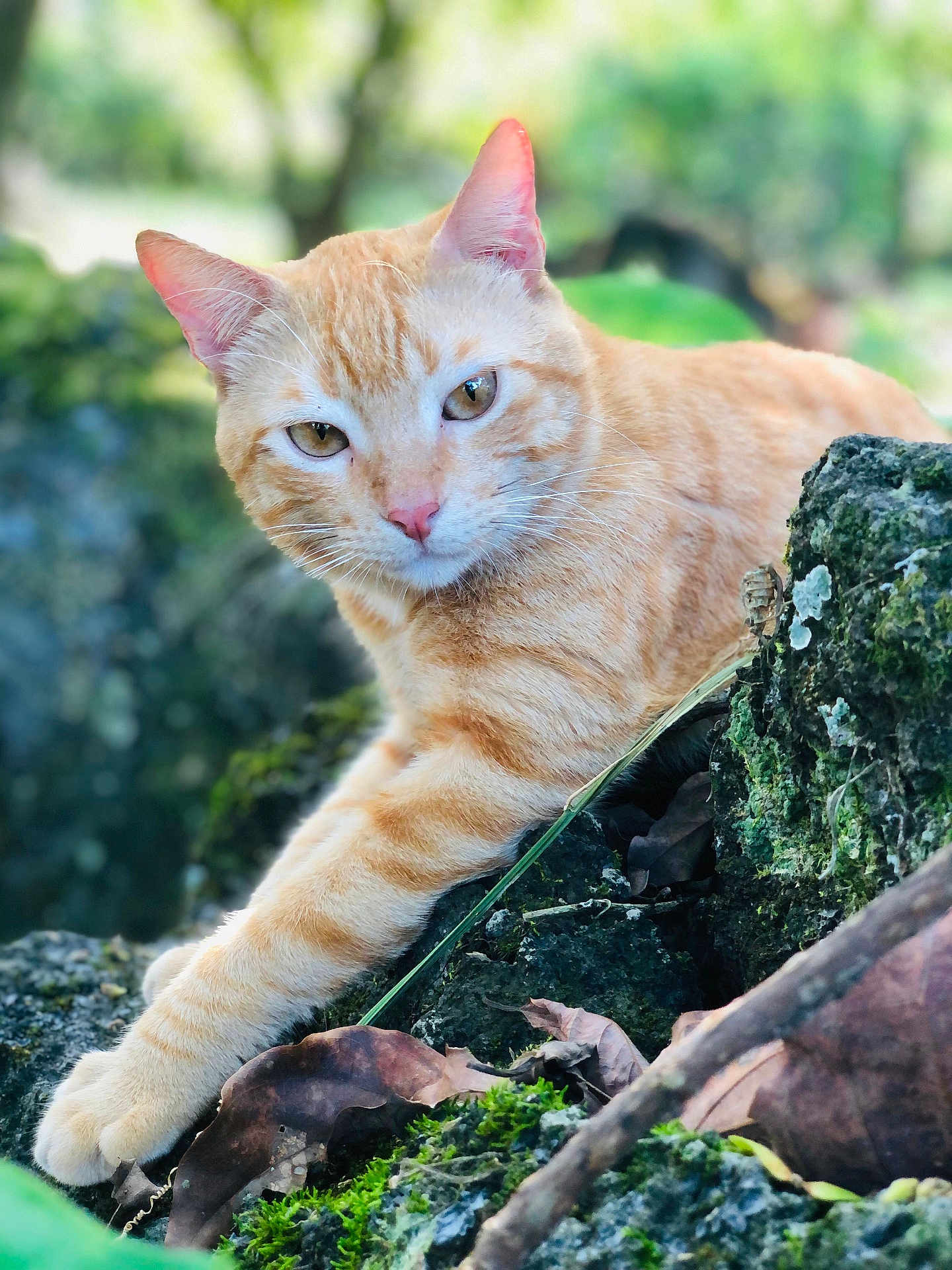 Gigi joined the competition — help win amazing prizes! cat, ginger_cat, animal, moss, rocks, nature, outdoor, paw, fur, whiskers, ears, eyes, closeup, relaxed, wildlife, greenery, leaf, branch, forest, portrait