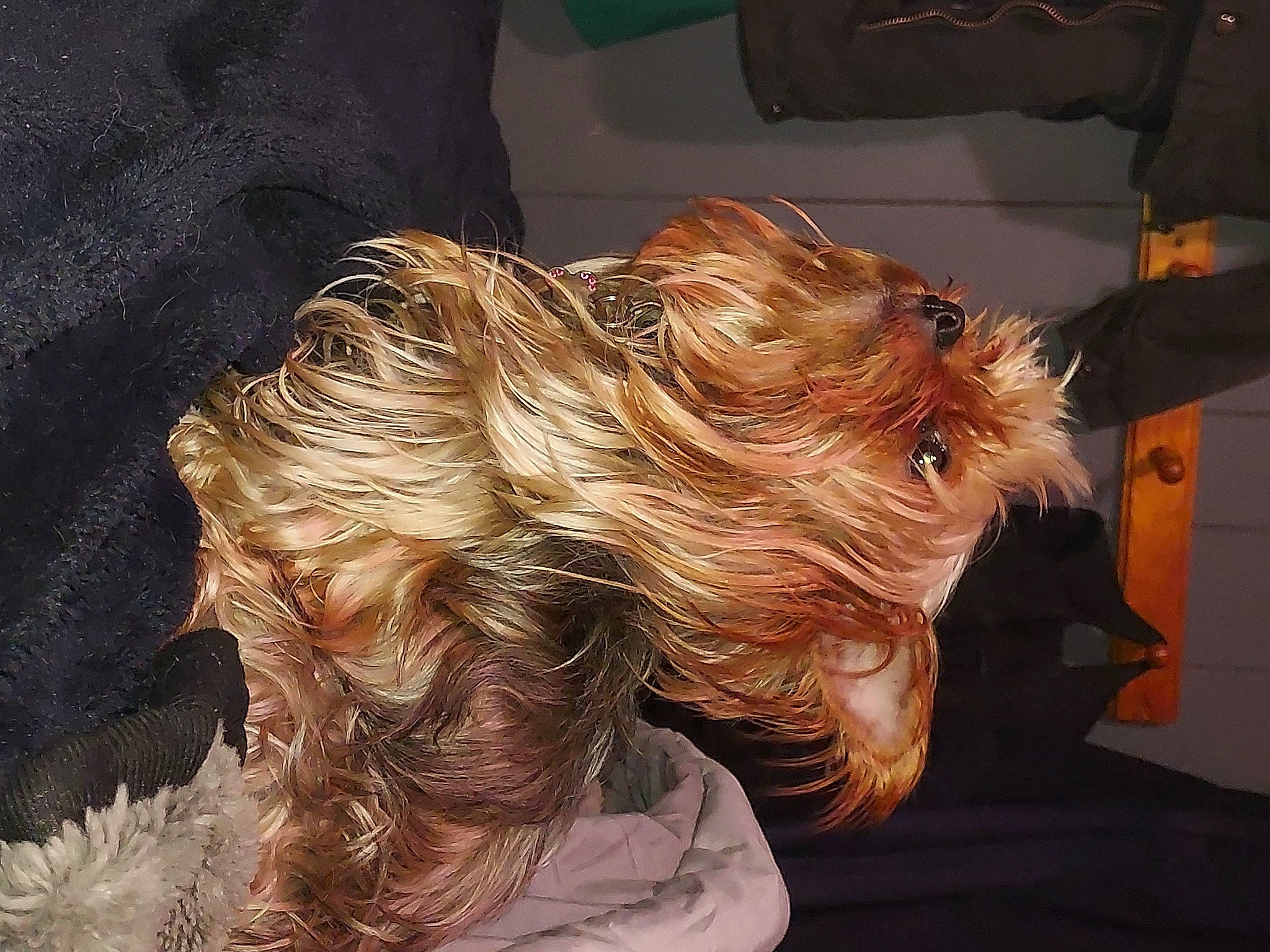 Mazy joined the competition — help win amazing prizes! canidae, carnivore, companion_dog, dog, dog_breed, door, ear, fawn, feathered_hair, fur, hair_coloring, liver, small_terrier, snout, sporting_group, surfer_hair, terrier, toy_dog, working_animal, wrinkle