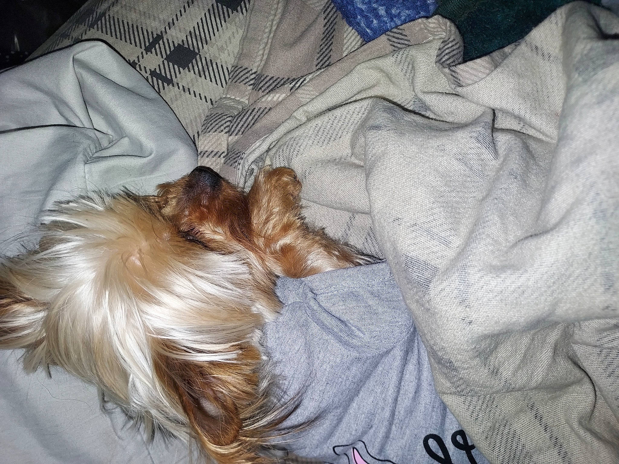 Mazy is registered to the contest to win money with this photo: bedding, canidae, carnivore, comfort, companion_dog, dog, dog_breed, dog_supply, fawn, felidae, fur, linens, liver, nap, small_to_medium_sized_cats, sporting_group, tail, textile, toy_dog, whiskers