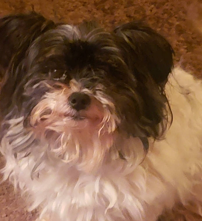 Salami is registered to the contest to win money with this photo: canidae, carnivore, companion_dog, dog, dog_breed, eye, fur, liver, non_sporting_group, poodle_crossbreed, shih_poo, shih_tzu, small_terrier, sporting_group, terrestrial_animal, terrier, toy_dog, water_dog, working_animal, yorkipoo