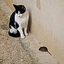 cat, mouse, animal, outdoor, curious, predator, prey, black_and_white, small, ground, wall, texture, nature, wildlife, mammal, sitting, looking, side_view, quiet, daylight