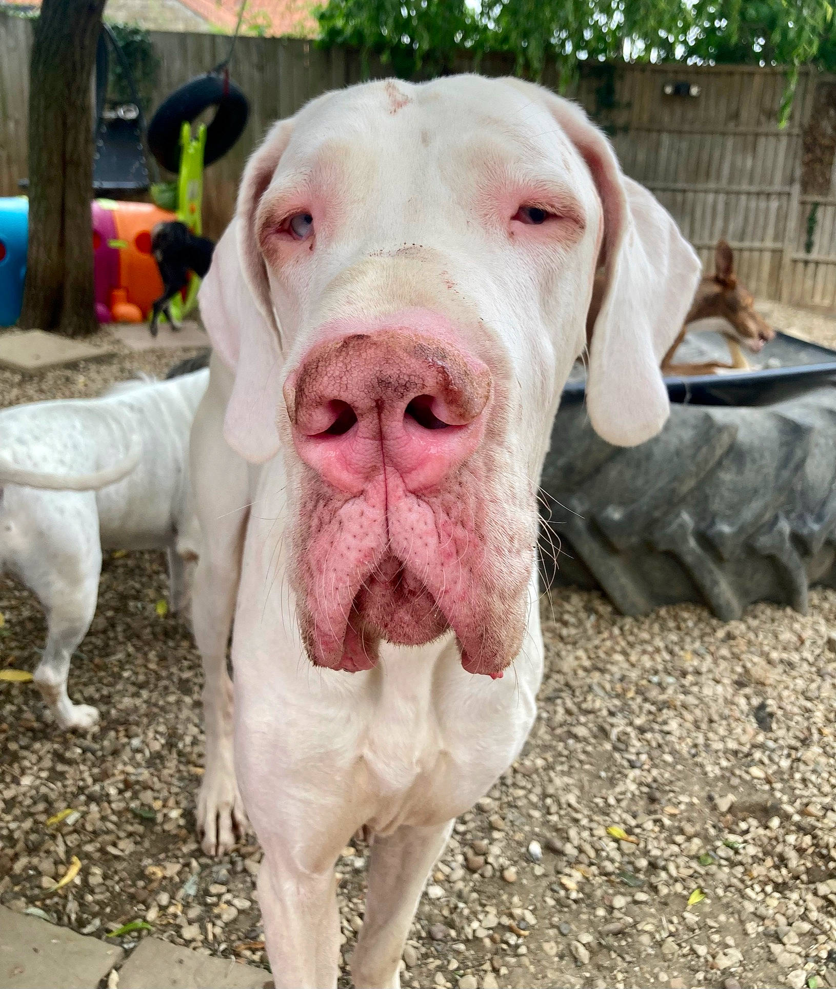 Jazper is registered to the contest to win money with this photo: canidae, carnivore, companion_dog, dog, dog_breed, fawn, fur, grass, herbaceous_plant, hunting_dog, natural_material, non_sporting_group, pet_supply, plant, snout, sporting_group, terrestrial_animal, tree, whiskers, working_animal