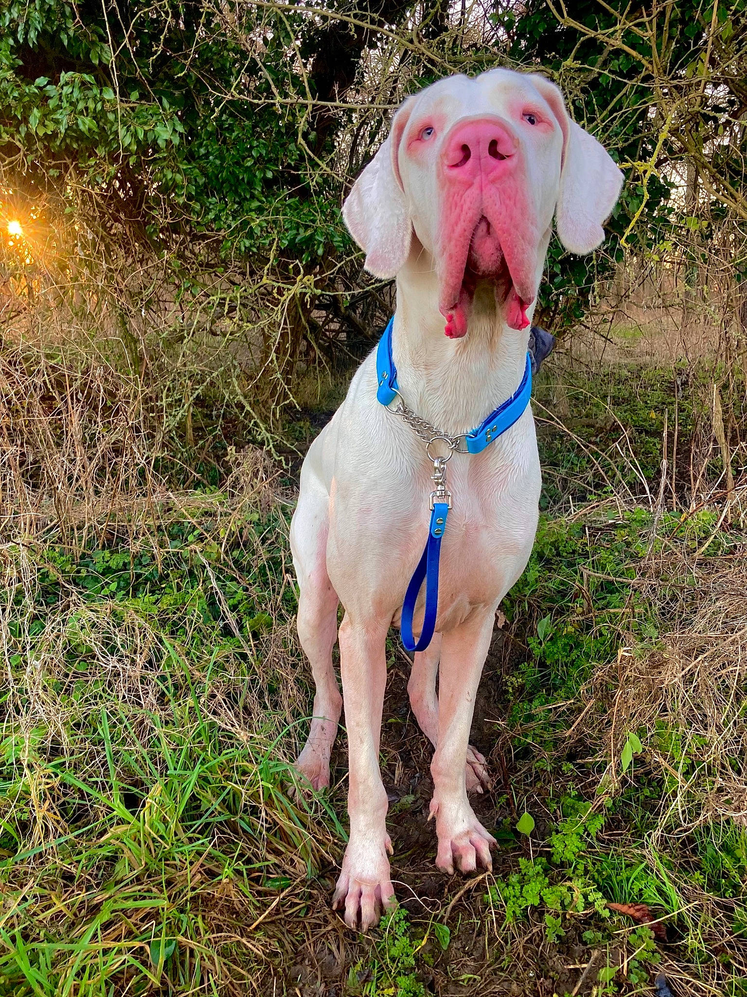 Jazper is registered to the contest to win money with this photo: canidae, carnivore, collar, companion_dog, dog, dog_breed, dog_collar, dog_supply, fawn, grass, gun_dog, leash, liver, pet_supply, plant, snout, sporting_group, tail, terrestrial_animal, working_animal