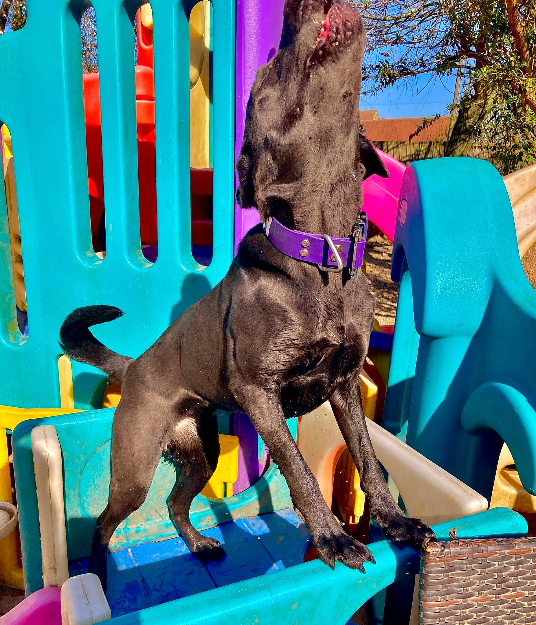 Shelby is registered to the contest to win money with this photo: art, blue, canidae, carnivore, companion_dog, dog, dog_breed, dog_supply, event, fawn, fun, leash, leisure, liver, magenta, pack_animal, recreation, sporting_group, tree, working_animal