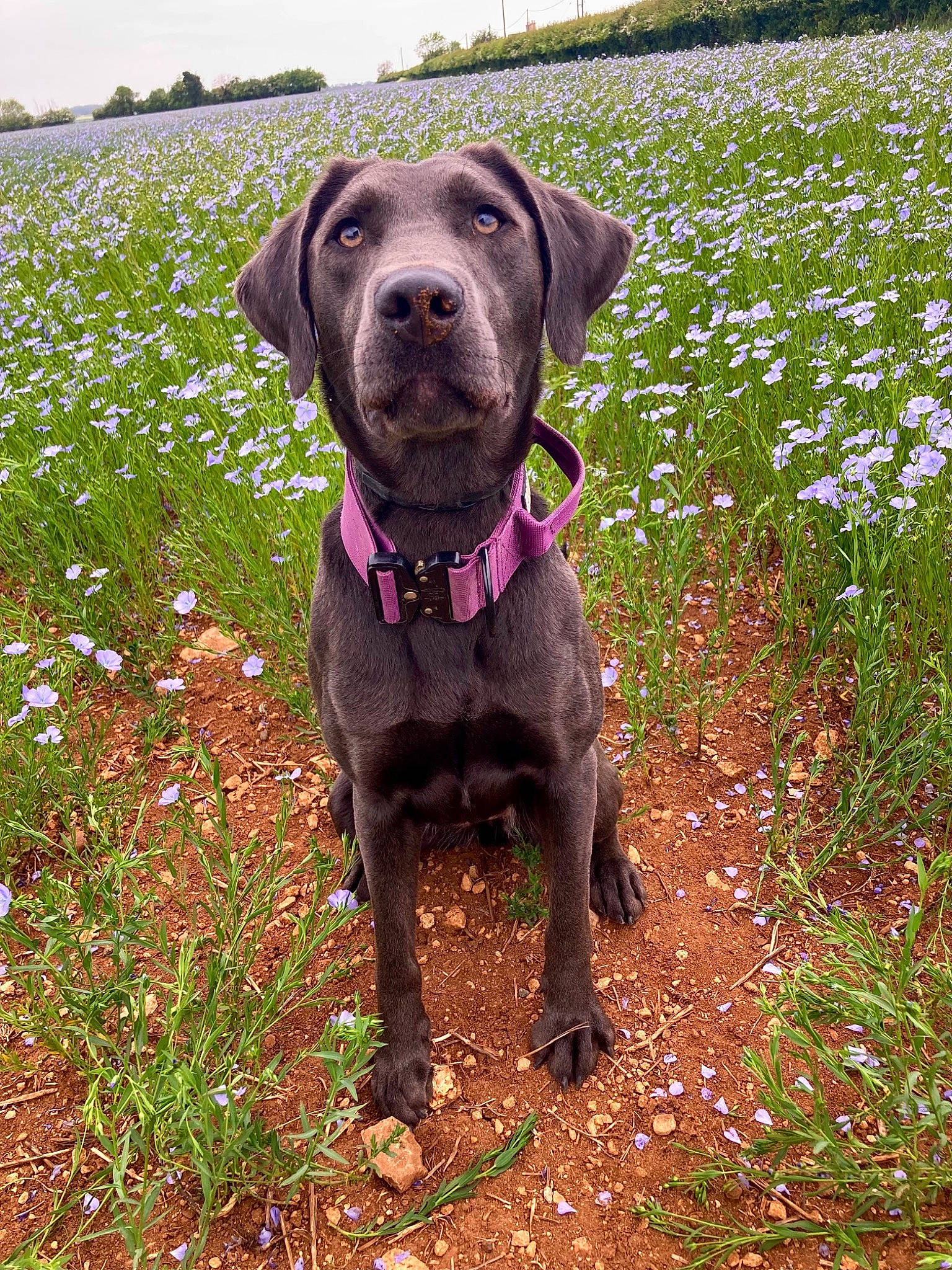 Shelby is registered to the contest to win money with this photo: borador, carnivore, collar, companion_dog, dog, dog_breed, dog_collar, fawn, flower, grass, groundcover, gun_dog, hat, liver, plant, pointing_breed, prairie, sky, sporting_group, working_animal