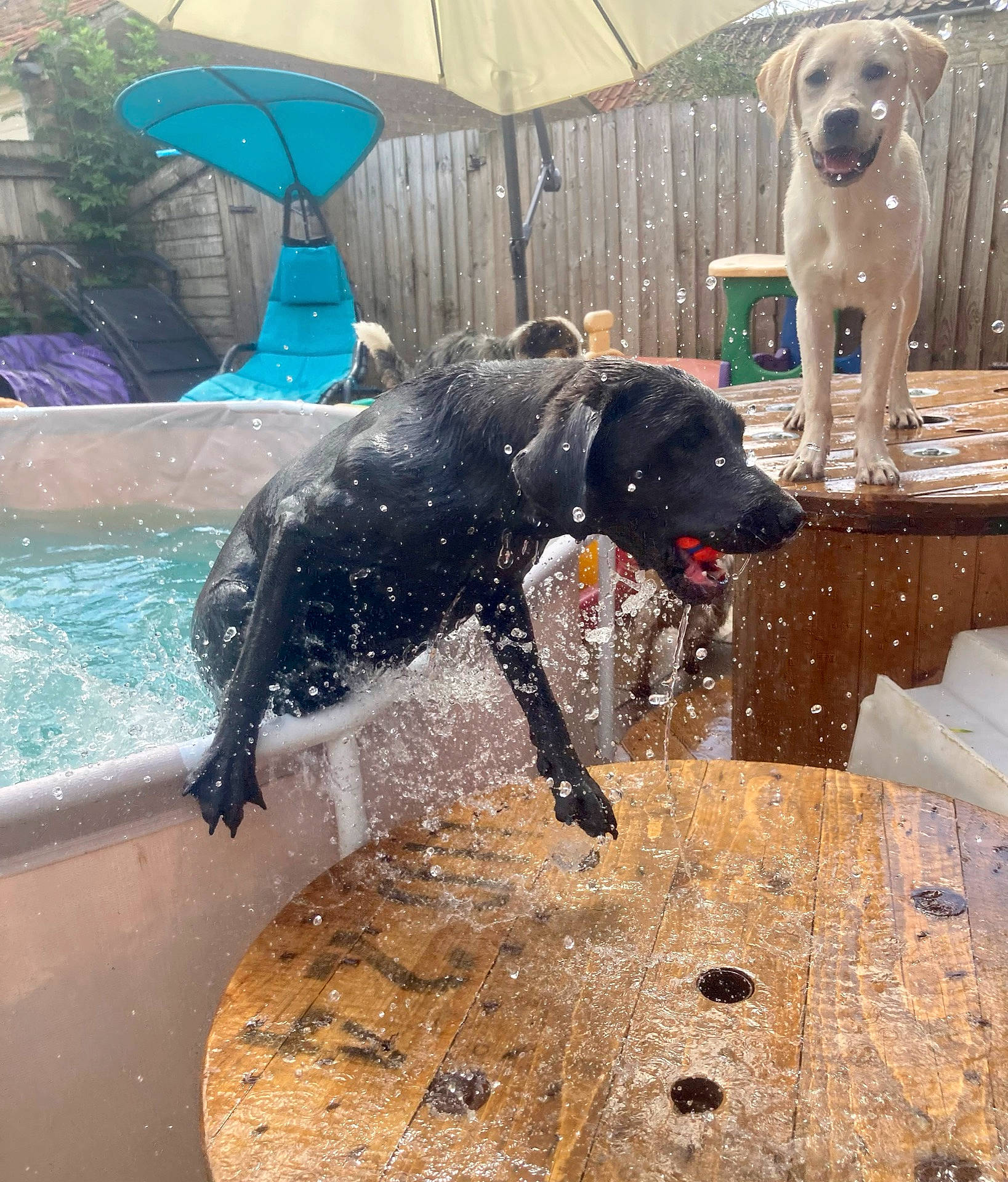 Shelby joined the competition — help win amazing prizes! carnivore, collar, companion_dog, dog, dog_breed, dog_collar, dog_supply, fawn, gun_dog, leisure, liquid, mammal, pet_supply, snout, sporting_group, tail, vertebrate, water, window, working_animal