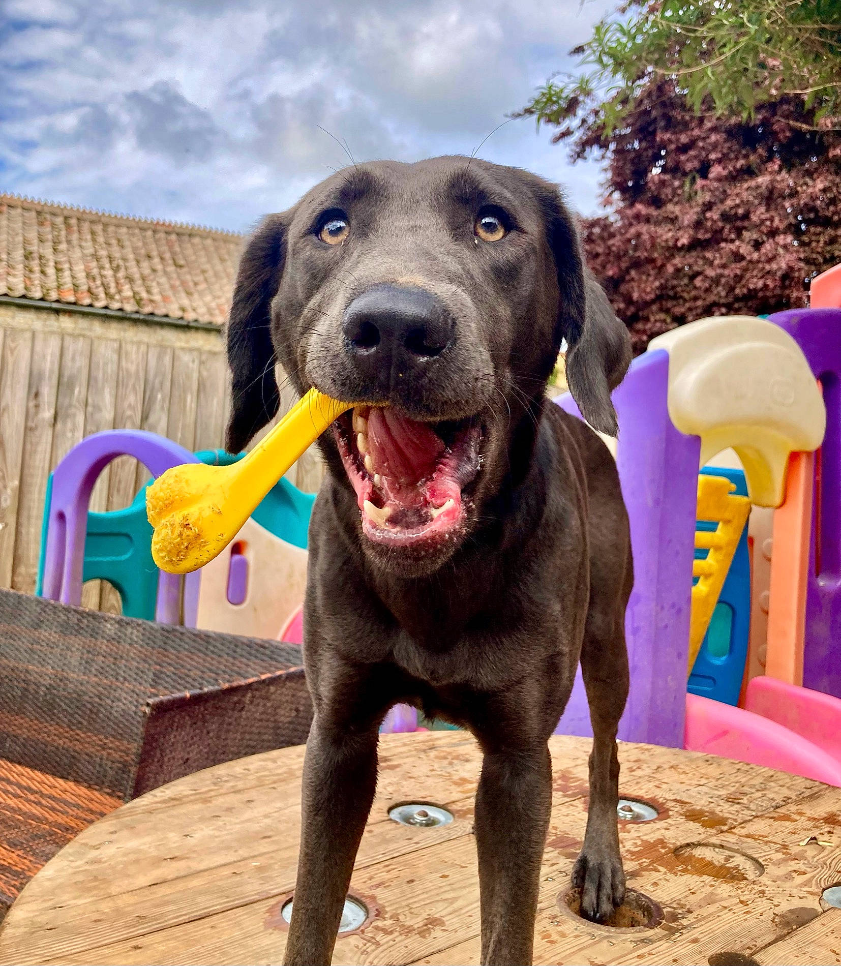 Shelby is registered to the contest to win money with this photo: building, canidae, carnivore, cloud, collar, companion_dog, dog, dog_breed, dog_collar, dog_supply, fawn, gun_dog, leisure, liver, pet_supply, plant, sky, snout, tail, working_animal