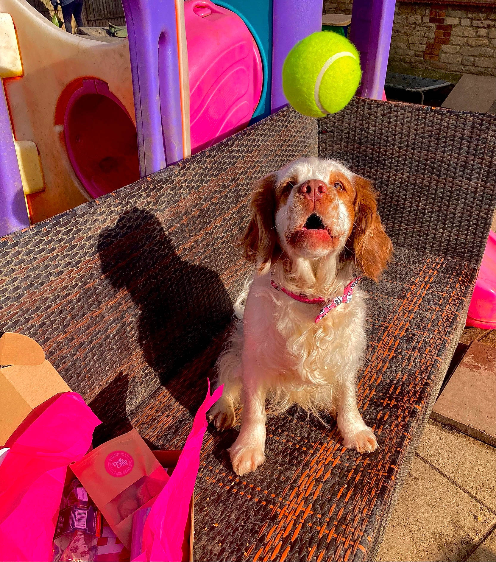 Bonnie is registered to the contest to win money with this photo: canidae, carnivore, chair, companion_dog, dog, dog_breed, dog_supply, fawn, fun, gun_dog, leisure, liver, pet_supply, pink, play, snout, spaniel, sporting_group, table, toy_dog