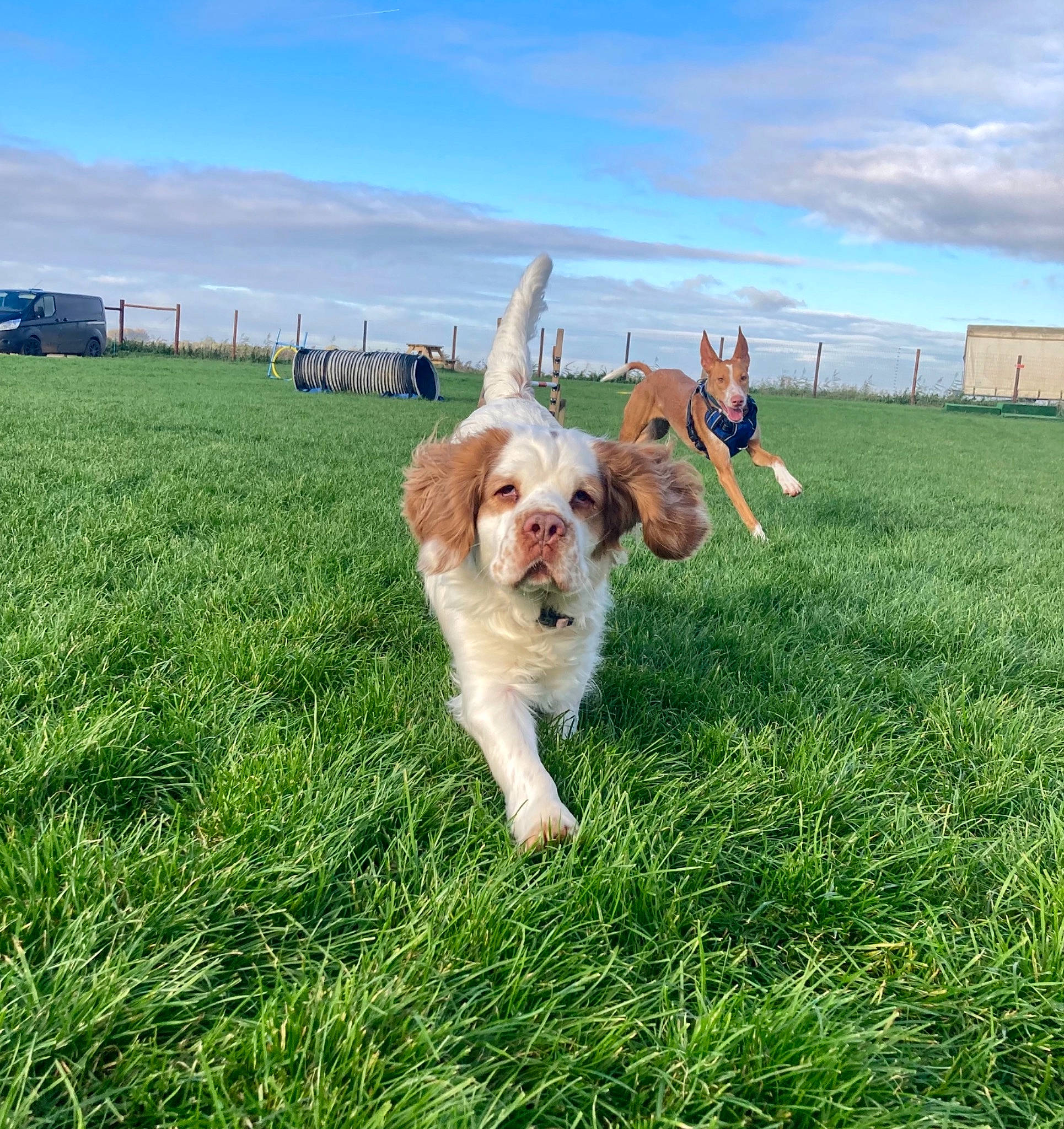 Bonnie joined the competition — help win amazing prizes! canidae, carnivore, cloud, companion_dog, dog, dog_breed, fun, grass, grassland, happy, leisure, pasture, people_in_nature, plant, prairie, sky, sporting_group, sunglasses, toy_dog, tree