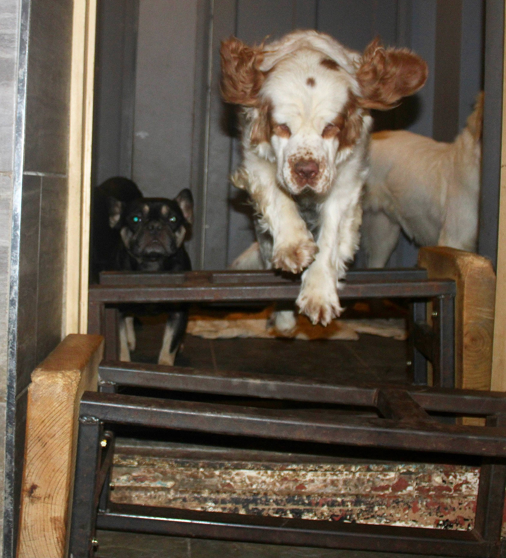 Bonnie is registered to the contest to win money with this photo: canidae, carnivore, companion_dog, dog, dog_breed, fur, gas, hardwood, house, mammal, pet_supply, puppy, rectangle, room, snout, sporting_group, terrier, vertebrate, wood, working_animal