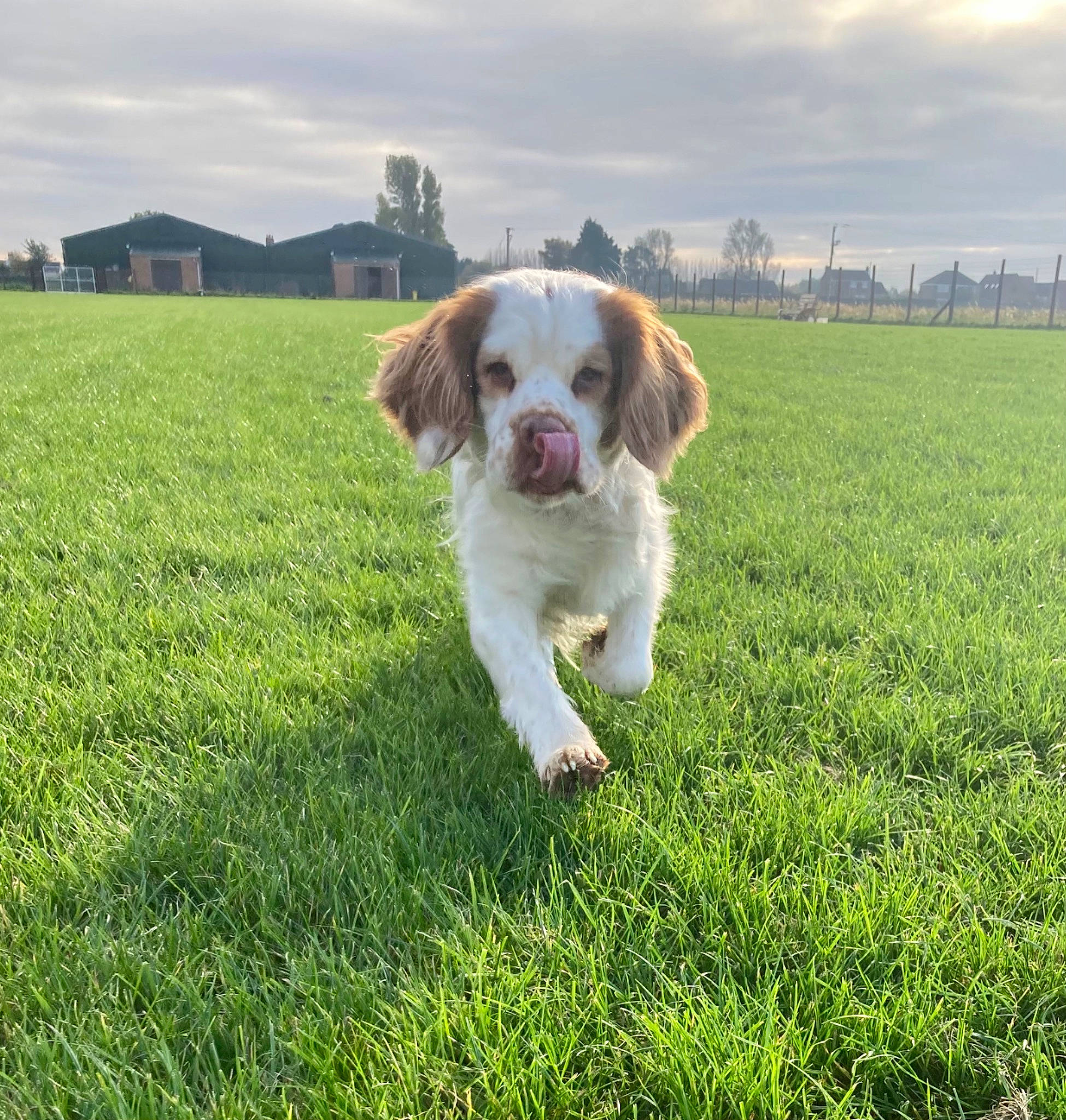 Bonnie is registered to the contest to win money with this photo: brittany, canidae, carnivore, cloud, clumber_spaniel, companion_dog, dog, dog_breed, grass, grassland, gun_dog, liver, pasture, plant, pointing_breed, sky, spaniel, sporting_group, tree, working_dog