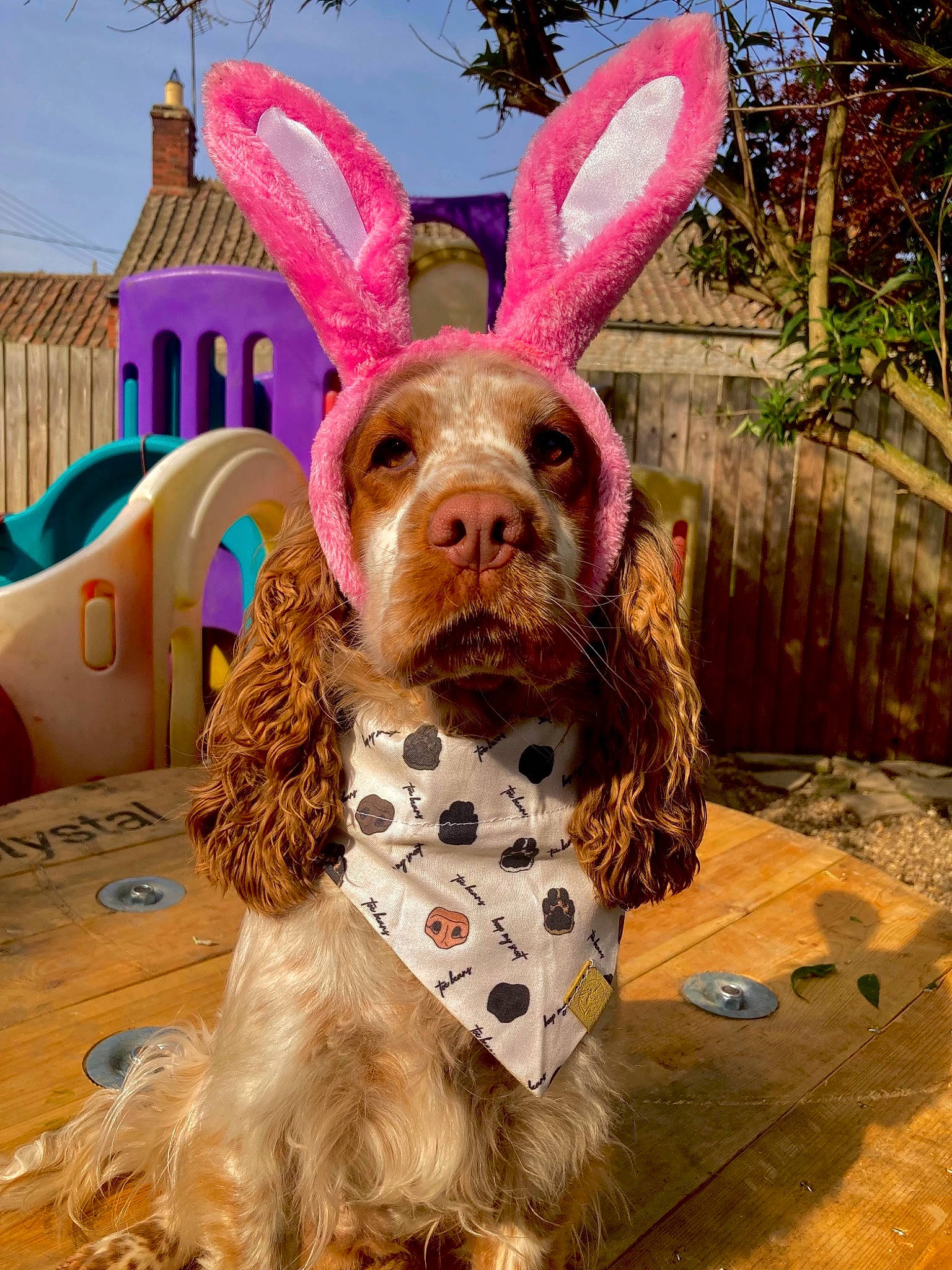 Daisy joined the competition — help win amazing prizes! art, companion_dog, dog, easter_bunny, event, fawn, fun, fur, happy, magenta, pink, plant, rabbits_and_hares, sky, snout, toy, tree, whiskers, window, working_animal
