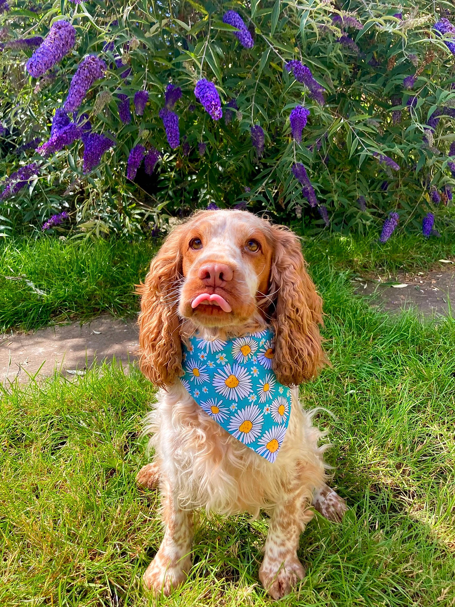 Daisy joined the competition — help win amazing prizes! canidae, carnivore, companion_dog, dog, dog_breed, dog_collar, dog_supply, fawn, flower, grass, gun_dog, liver, pattern, pet_supply, plant, snout, spaniel, sporting_group, toy_dog, water_dog