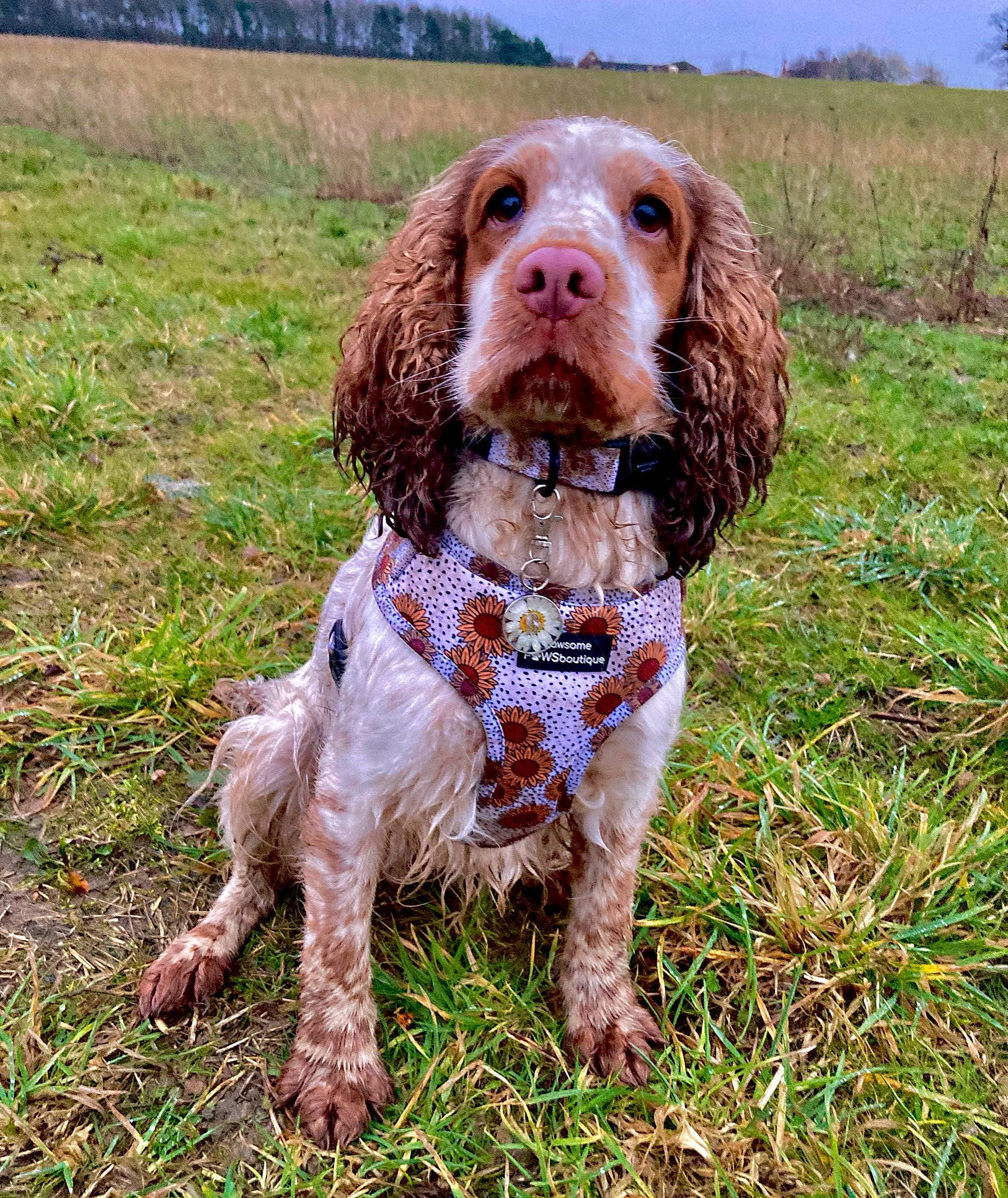 Daisy joined the competition — help win amazing prizes! canidae, carnivore, collar, companion_dog, dog, dog_breed, dog_collar, grass, gun_dog, hunting_dog, liver, plant, pointing_breed, snout, spaniel, sporting_group, water_dog