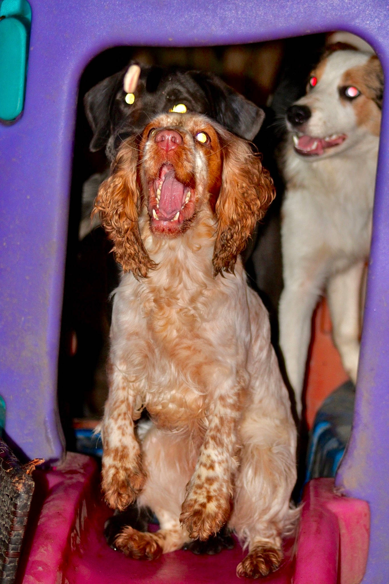 Daisy is registered to the contest to win money with this photo: canidae, carnivore, cocker_spaniel, companion_dog, dog, dog_breed, dog_supply, fang, fur, gun_dog, liver, mammal, pet_supply, puppy, snout, spaniel, sporting_group, toy_dog, water_dog, working_animal