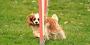 Norma Jeane a rejoint le concours — aidez-le/la à gagner de superbes lots ! animal, brown, canine, cavalier_king_charles_spaniel, curious, cute, dog, ears, field, friendly, fur, grass, nature, outdoor, pet, playing, pole, small_dog, walking, white
