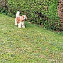 Norma Jeane participe au concours pour gagner de l'argent avec cette photo : alert, animal, brown_and_white, canine, cavalier_king_charles_spaniel, companion, cute, dog, domestic_animal, fluffy, fur, garden, grass, hedge, mammal, nature, outdoor, pet, small_dog, standing