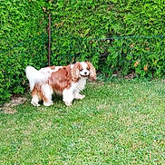 Norma Jeane participe au concours pour gagner de l'argent avec cette photo : animal, brown, canine, curious, daytime, dog, fur, garden, grass, greenery, hedge, lawn, leaves, nature, outdoor, park, pet, small_dog, walking, white