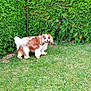 animal, brown, canine, curious, daytime, dog, fur, garden, grass, greenery, hedge, lawn, leaves, nature, outdoor, park, pet, small_dog, walking, white