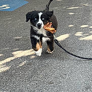Melio participe au concours pour gagner de l'argent avec cette photo : puppy, dog, black_and_white, blue_eyes, leaf, leash, outdoor, pavement, walking, pet, animal, cute, young_dog, playful, canine, adorable, street, sunlight, shadow, active